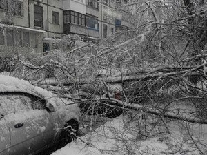 Снежный армагеддон в Харькове: буря повалила десятки деревьев (ФОТО)