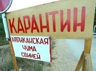 Под Харьковом зафиксирован еще один очаг африканской чумы свиней