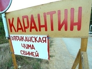 Под Харьковом зафиксирован еще один очаг африканской чумы свиней
