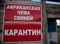 Африканская чума уже в Волчанском районе. В Писаревке сожгли 36 свиней