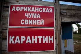 Африканская чума уже в Волчанском районе. В Писаревке сожгли 36 свиней