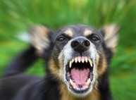 За год жертвами бешеных собак и котов стали 19 харьковчан