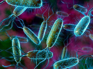 Мутация бактерий с устойчивостью к антибиотику — уникальное видео