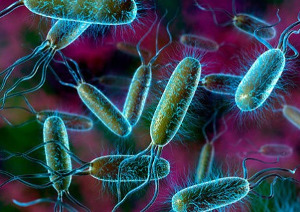Мутация бактерий с устойчивостью к антибиотику — уникальное видео