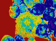 Обнаружены новые гигантские вирусы — с двойной защитой