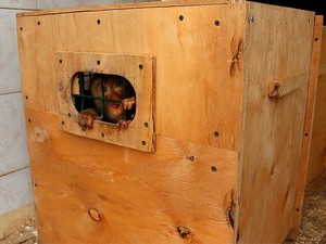 Обезьян из Харьковского зоопарка перевезли в Дрогобыч (ФОТО)