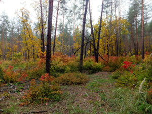 Прогноз погоды на завтра