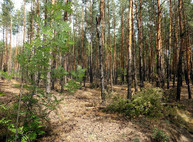 Прогноз погоды на завтра