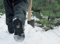 Из лесов под Харьковом продолжают вывозить древесину, а теперь и елки