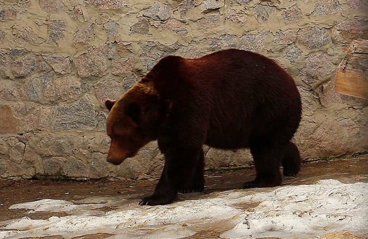 В харьковском зоопарке проснулись медведи