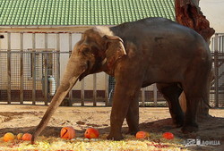 Харьковский слон Аун празднует день рождения (ФОТО, ВИДЕО)