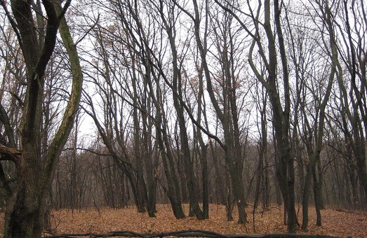 Завтра в Харькове ясно и холодно
