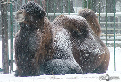 Зима в Харьковском зоопарке (ФОТО)