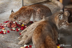 День влюбленных в харьковском зоопарке (ФОТО, ВИДЕО)