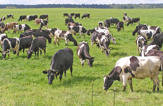 Впервые за пять лет индекс валовой продукции животноводства составил более 101% - ХОГА