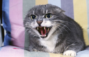 В Харькове – вспышка бешенства. Проводятся карантинные мероприятия