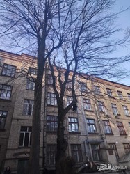 В Харькове спасли кота, просидевшего три дня на дереве возле Института монокристаллов (ФОТО)