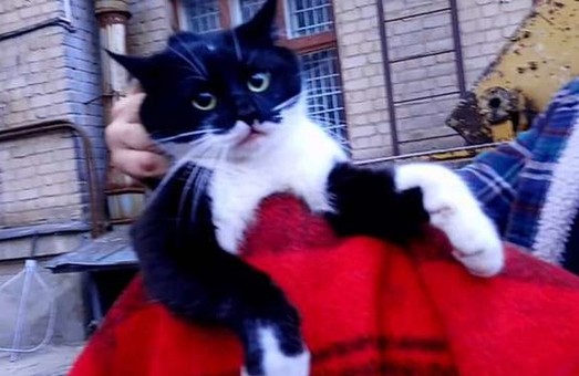 В Харькове спасли кота, просидевшего три дня на дереве возле Института монокристаллов (ФОТО)