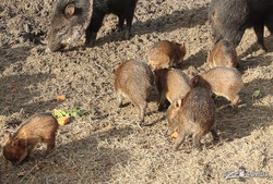 Весна в Харьковском зоопарке (ФОТО, ВИДЕО)