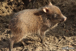 Весна в Харьковском зоопарке (ФОТО, ВИДЕО)