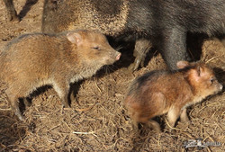 Весна в Харьковском зоопарке (ФОТО, ВИДЕО)