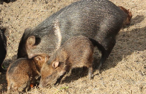 Весна в Харьковском зоопарке (ФОТО, ВИДЕО)