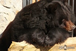 Весна в Харьковском зоопарке: Пробуждение медведей (ФОТО, ВИДЕО)