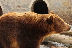 Весна в Харьковском зоопарке: Пробуждение медведей (ФОТО, ВИДЕО)