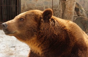 Весна в Харьковском зоопарке: Пробуждение медведей