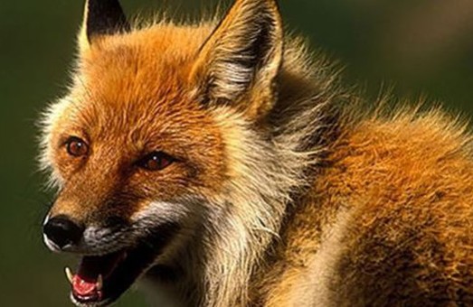 В одном из районов Харькова объявлен карантин из-за бешенства