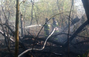 С начала года на Харьковщине произошел один лесной пожар