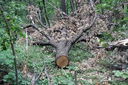 На харьковском лесе в этом году барыги «распилили» уже 1 миллиард гривен – СМИ
