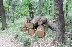 На харьковском лесе в этом году барыги «распилили» уже 1 миллиард гривен – СМИ