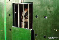 Суматранские орангутаны – первооткрыватели «Планеты Обезьян»: Харьковскому зоопарку передали животных из Франции (ФОТО, ВИДЕО)