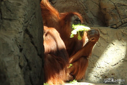 Суматранские орангутаны – первооткрыватели «Планеты Обезьян»: Харьковскому зоопарку передали животных из Франции (ФОТО, ВИДЕО)