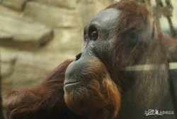 Суматранские орангутаны – первооткрыватели «Планеты Обезьян»: Харьковскому зоопарку передали животных из Франции (ФОТО, ВИДЕО)