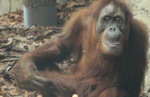 Суматранские орангутаны – первооткрыватели «Планеты Обезьян»: Харьковскому зоопарку передали животных из Франции (ФОТО, ВИДЕО)