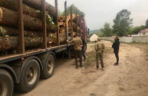 СБУ блокировала масштабные хищения древесины на Харьковщине (ФОТО)
