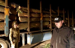 На Харьковщине райсуд отказался арестовать имущество «черных лесорубов»