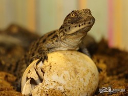 В Харьковском зоопарке у пары нильских крокодилов родились малыши (ФОТО, ВИДЕО)