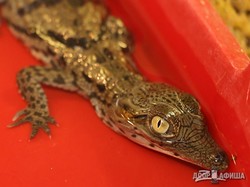 В Харьковском зоопарке у пары нильских крокодилов родились малыши (ФОТО, ВИДЕО)