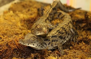 В Харьковском зоопарке у пары нильских крокодилов родились малыши (ФОТО, ВИДЕО)