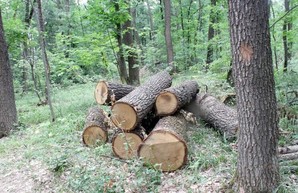 Директора харьковского лесхоза, разоблачившего «черных лесорубов», собираются уволить - СМИ