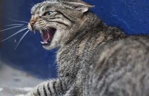 Вспышка бешенства в Харькове: объявлен карантин