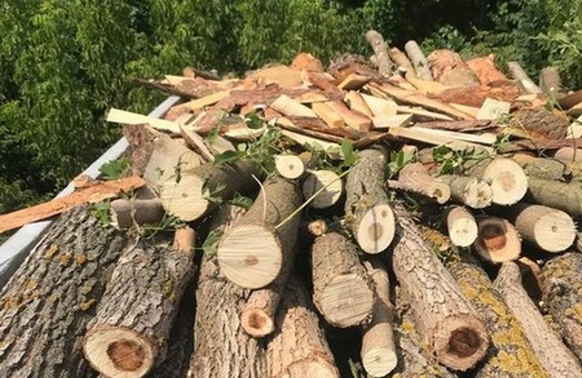 ГБР начало расследование незаконной вырубки леса на Харьковщине
