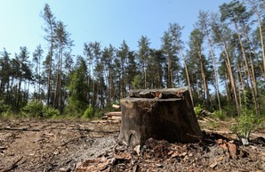 Дело «черных лесорубов» на Харьковщине: стоимость похищенного леса оказалась больше в 2,5 раза