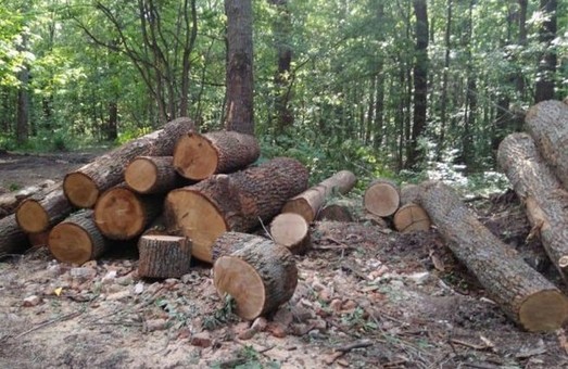 Дело «черных лесорубов»: НАБУ проводит обыск в доме руководителя лесхоза