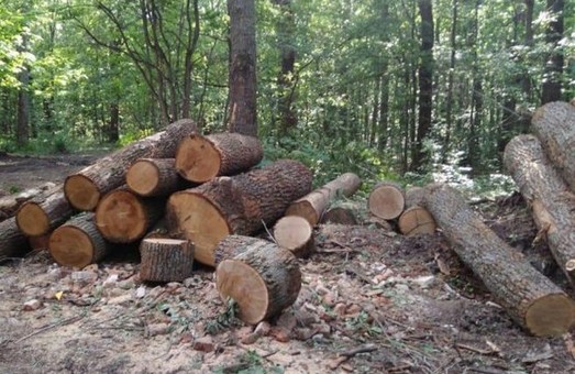 Дело «черных лесорубов»: НАБУ проводит обыск в доме руководителя лесхоза