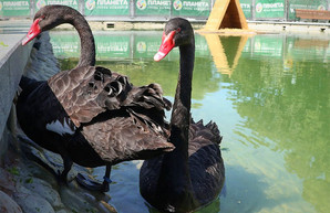 Лебедей в харьковском саду больше нет