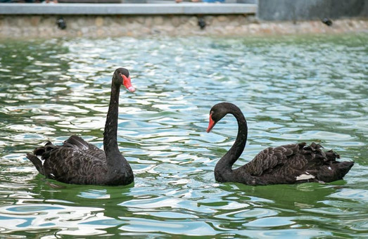 Черные лебеди не прижились в парке Горького и устроили поединки с другими птицами